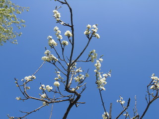 Liguria, Italy – 04/03/2019: Beautiful caption of the fruits tree and other different  plants with first amazing  white and yellow flowers in the village and an incredible blue sky in the background. 