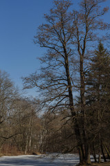 tall beautiful tree on a sunlit blurred background from a forest and a lake covered with ice