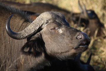 Kaffernbüffel / Buffalo / Syncerus caffer