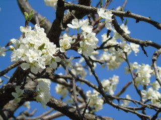 Liguria, Italy – 04/03/2019: Beautiful caption of the fruits tree and other different  plants with first amazing  white and yellow flowers in the village and an incredible blue sky in the background. 