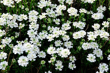 Iberis