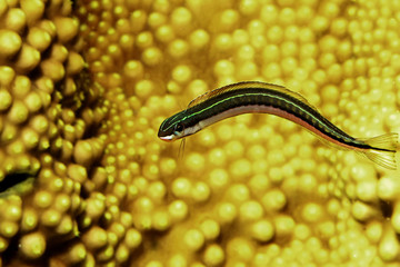 A piano fangblenny or mimic blenny (Plagiotremus tapeinosoma)