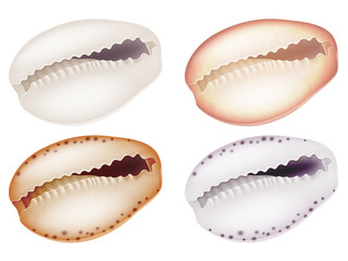 Set of seashells. Vector illustration.