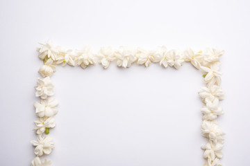 Jasminum sambac or Mogra Flower arranged in a  circular or rectangular  frame shape over white background, selective focus