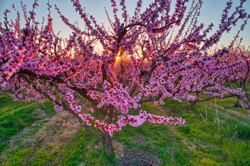  orchard of peach trees in bloomed in spring