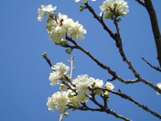 Liguria, Italy – 04/03/2019: Beautiful caption of the fruits tree and other different  plants with first amazing  white and yellow flowers in the village and an incredible blue sky in the background. 
