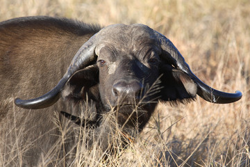 Kaffernbüffel / Buffalo / Syncerus caffer