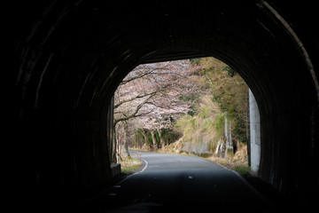 トンネルの奥の桜