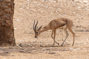Naklejka na ściany i meble A Springbok antelope or gazelle (Antidorcas marsupialis) walks in the desert sand.