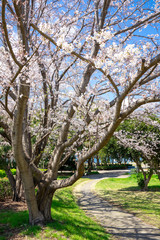 Fototapeta premium 満開の桜