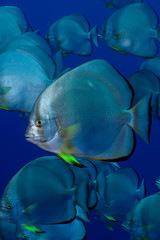 Orbicular spadefish (platax orbicularis). Taken in Red Sea, Egypt.