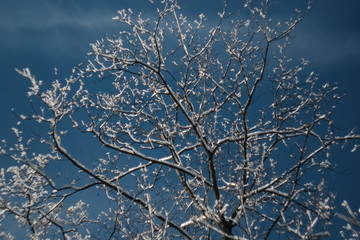 branches of a tree