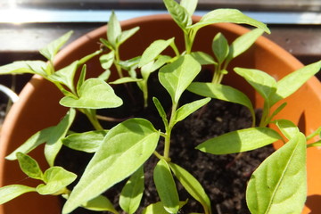 paprika jungpflanzen im tontopf