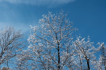 tree in winter