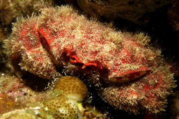 Abbott's coral crab (Hypocolps abboti) Taking in Red Sea, Egypt.