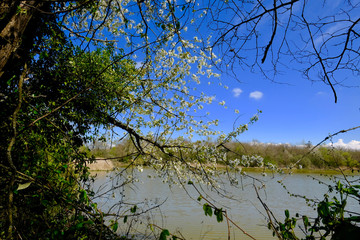 étangs dombes printemps 