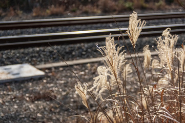 軽井沢の散歩道　秋
