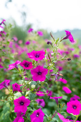 brunch of purple flowers