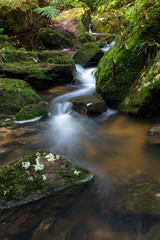 Mountain creek meandering through mossy rocks and ferns