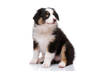 Beautiful happy Australian shepherd puppy dog is sitting frontal and looking upward, isolated on white background