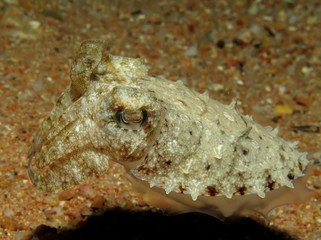 Hooded Cuttlefish (Sepia prashadi). Taking in Red Sea, Egypt.