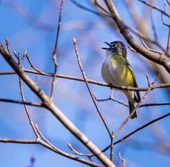 Obraz premium Blue-headed Vireo