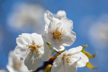 Cherry branch blossom and blue sky ,Shikoku,Japan