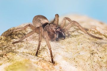 Mouse Spider, Common Mouse-spider, Spider, Scotophaeus blackwalli
