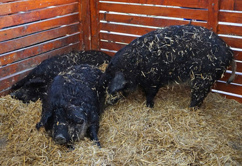 Mangalitsa pigs in the hutch