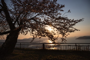 Fototapeta na wymiar Cherry tree and Takamatsu port in the twilight at Yashima ,Shikoku,Japan