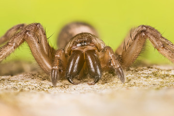 Mouse Spider, Common Mouse-spider, Spider, Scotophaeus blackwalli