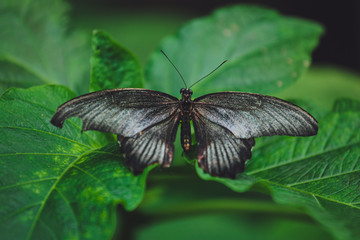 Beautiful butterfly sits on the green leaves of a tree branch. Close-up 
