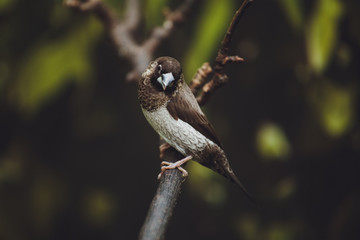 Obraz premium Beautiful butterfly sits on the green leaves of a tree branch. Close-up 