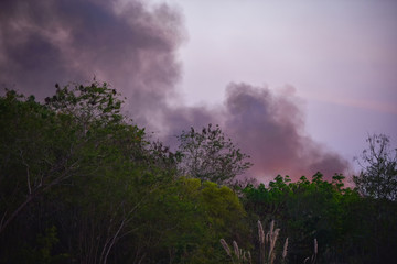 Forest fire burned trees wildfire with smoke on the sky