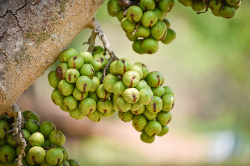 Small green wild fig fruit on tree / Ficus carica