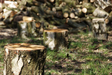 Fototapeta premium Felled tree trunks