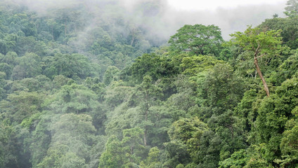 Green tree in the forest view on top jungle tropical with fog misty after rain