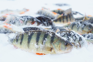 fish on winter fishing