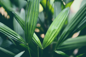 palm leaves tropical plant close up green leaf in the jungle foliage background