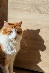 cat basks in the sun with her shadow