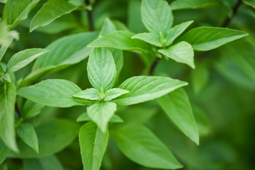 Fresh basil leaves plant tree on nature background / Asian thai green basil leaf