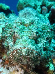 Devil Scorpion fish (Scorpaenopsis Diabola)