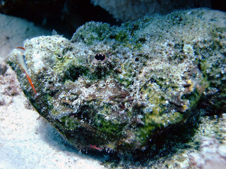 Devil Scorpion fish (Scorpaenopsis Diabola)