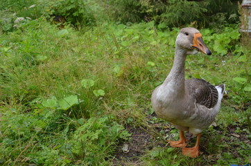 goose on grass