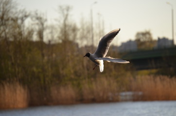  gull on the water