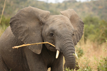 Afrikanischer Elefant / African elephant / Loxodonta africana