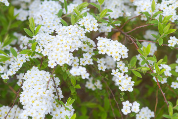 Brautspiere mit weißen Blüten