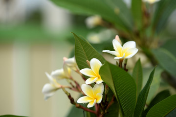 Colorful flowers in the garden.Plumeria flower blooming.Beautiful flowers in the garden Blooming in the summer.Landscaped Formal Garden.	