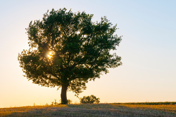 Laubbaum im Sonnenuntergang