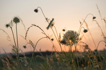 Gr&auml;ser im Sonnenuntergang